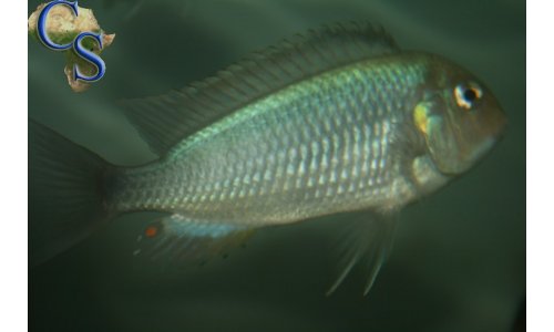 Pseudosimochromis curvifrons Isanga